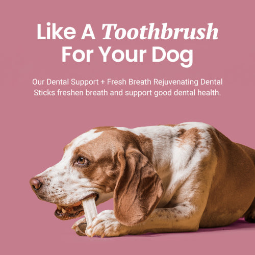 Dental Support + Fresh Breath Dental Sticks for Dogs