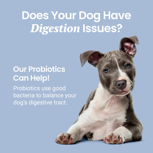 Probiotic Chews For Dogs